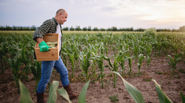 Managing working hours, rest and fatigue with New Zealand's leading Rural Consultants for AgSafe New Zealand Ltd.