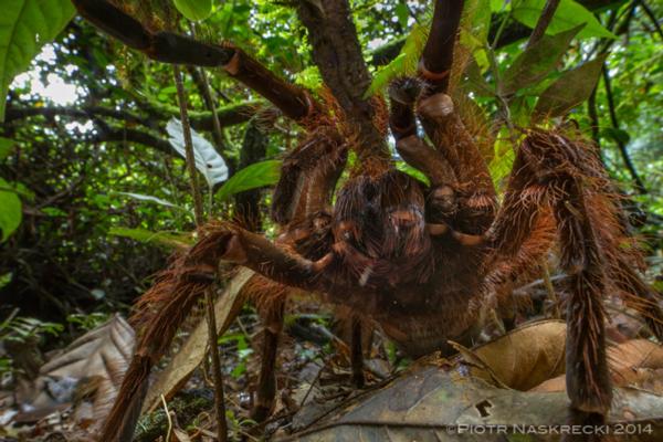 spider