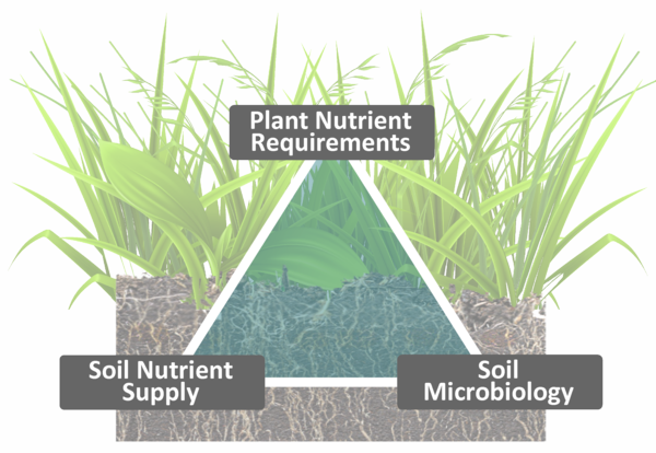 Plant growth is determined by three factors