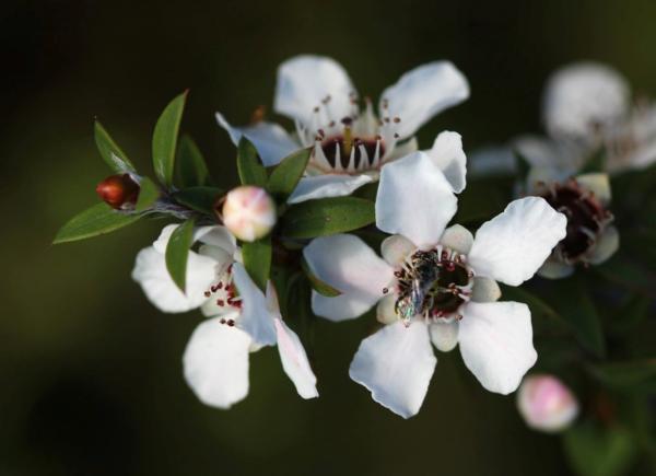  Waikato based Manuka Honey producers, SummerGlow Apiaries welcome the backyard beekeeping boom.
