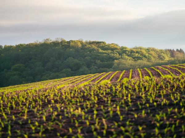 Benefits of testing your soil with New Zealand's leading expert in soil fertility, Hamilton-based Soil Scientist Dr Gordon Rajendram (PhD).