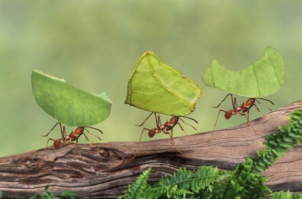 amazing ants