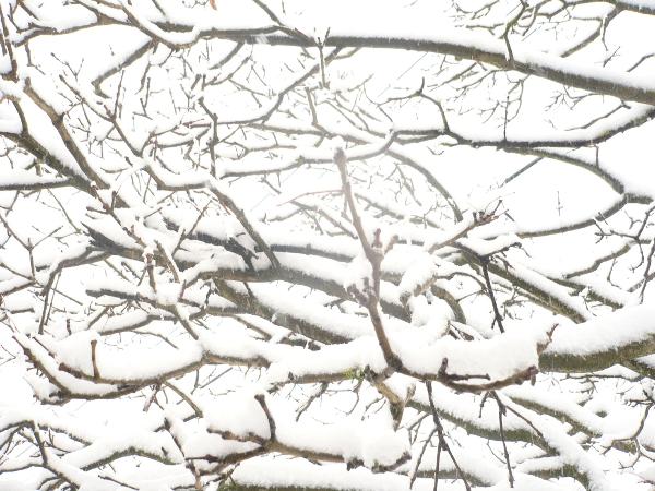 Snow-ChCh 2011