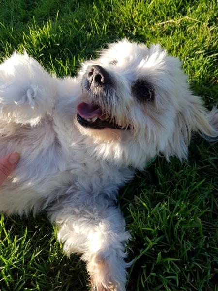 Hamilton's leading boarding kennels and cattery Longtail Pet Motel are specialists in creating stress free environment for your pets.