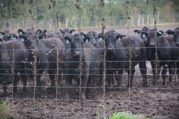 Cattle suffering on mud farm as they await Timaru Port's final livestock export