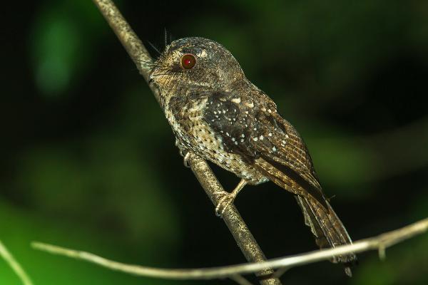 Moluccan Owlet-nightjar