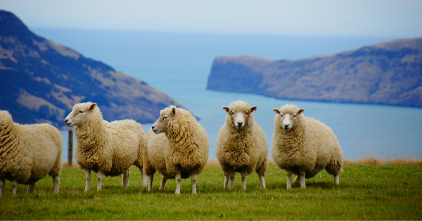  New Zealand's leading farm consultants, AgSafe NZ provide practical guidance on how to manage several sheep shearing risks.