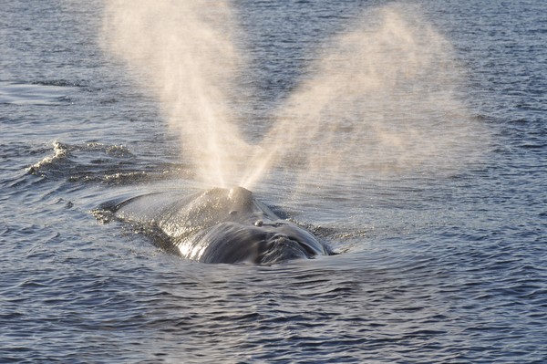 Southern Right Whale research expedition to the Auckland Islands