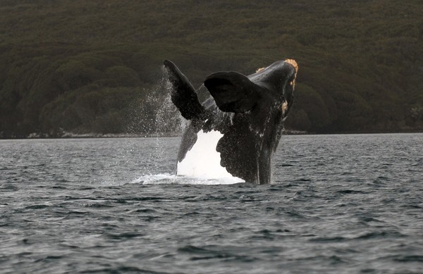 Any southern right whale sightings should be reported immediately on the DOC hotline, 0800 DOCHOT (0800 36 24 68)