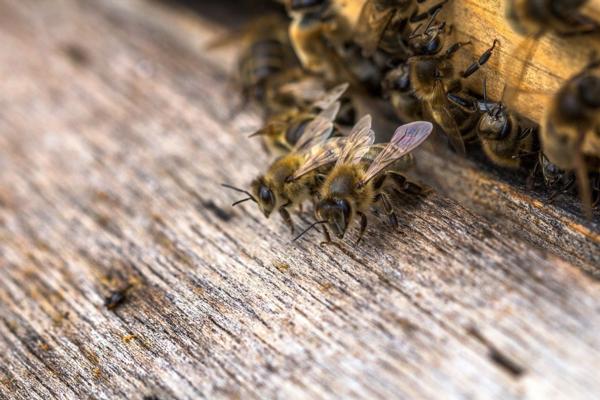 Manuka Honey from the leading Waikato based SummerGlow Apiaries will always be pure and genuine.