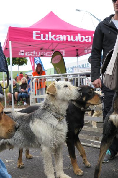 Eukanuba Shepherds' Shemozzle 2016: a celebration of the Huntaway working dog