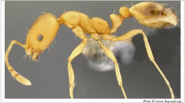 pharaoh ant