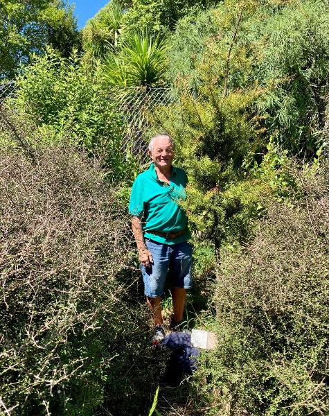 A Totara with Denis McMurtrie in 2025. Transplanted from Riccarton Bush as a sapling in 2018