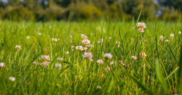 Increasing fertiliser nitrogen price shows how important it is to go biological with clover says Hamilton-based Soil Scientist Dr Gordon Rajendram (PhD).