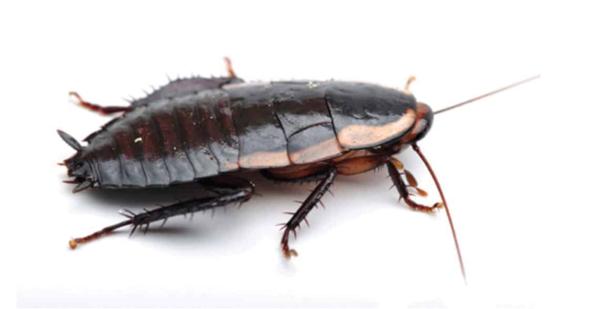 Gisborne Cockroach