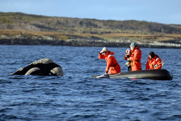 Southern Right Whale research expedition to the Auckland Islands