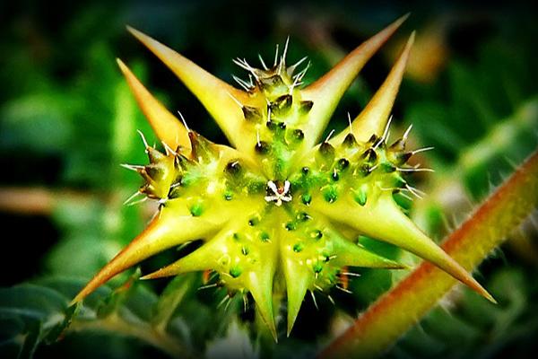 Tribulus Terrestris