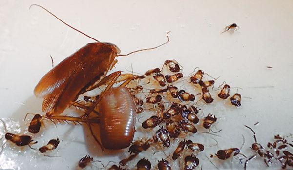 cockroach releases young from ootheca