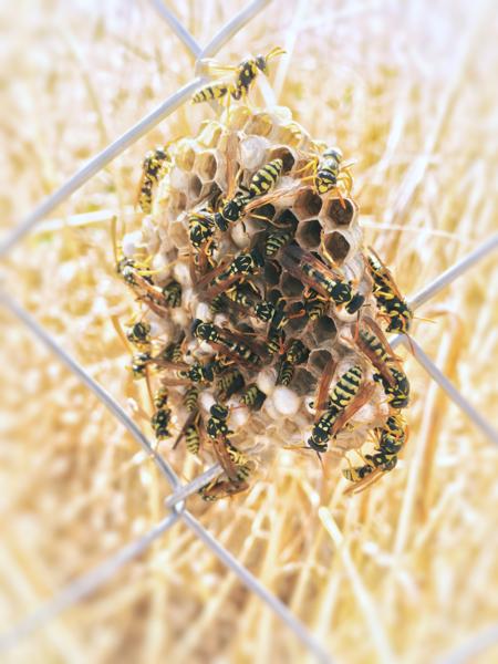 Paper wasp nest