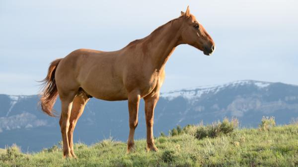 Protect your stud farm with a hazard management programme and a safety plan from New Zealand's leading Rural Consultants, Agsafe NZ Ltd.