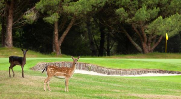 Photo sourced from wairakeigolfcourse.co.nz