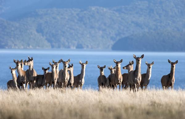 Groundbreaking deer milk clinical trial