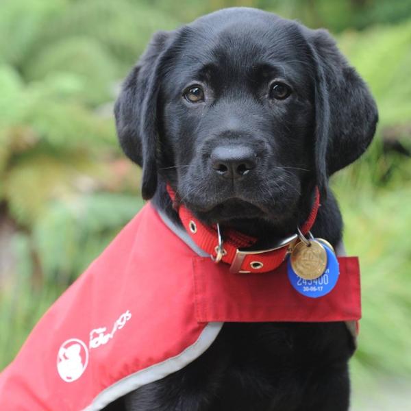 Support Blind Foundation Guide Dogs during Red Puppy Appeal 