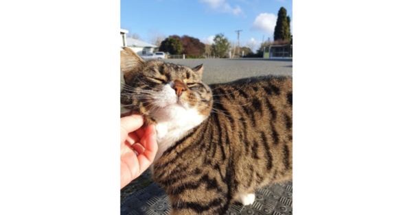 Meet Hamilton's leading boarding kennels and cattery Longtail Pet Motel's beloved cat, Casper.