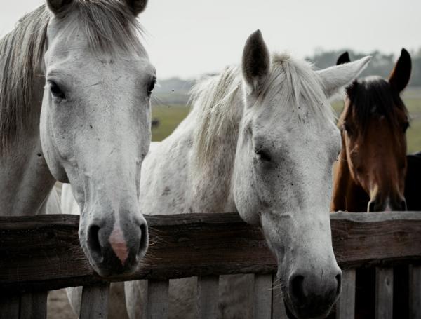 Healthy Horses is New Zealand's leading provider of horse supplements.