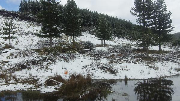 Snowy conditions at the South Island Orienteering Champs in Naseby.
