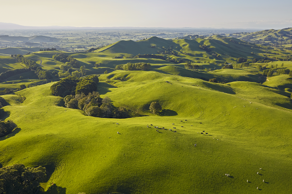 MBS Business Advisors & Accountants Waikato