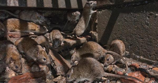 LOTS OF RATS