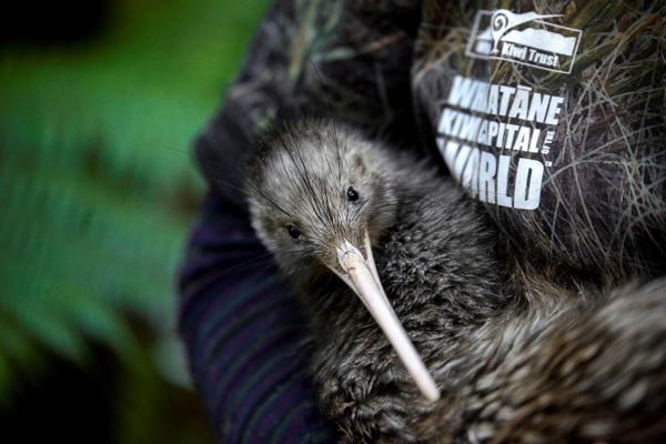 Electric Kiwi gets behind Kiwi birds 