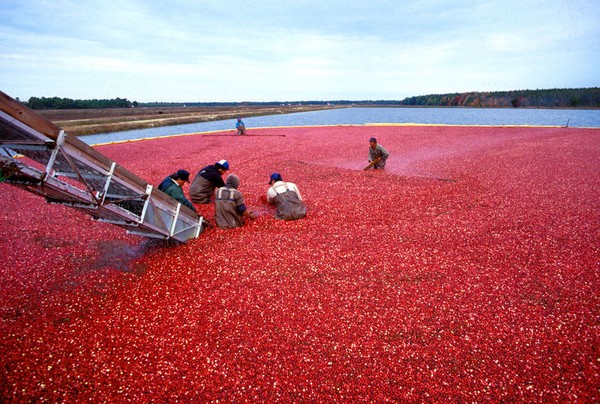 Cranberry harvest in New Jersey - increased demand