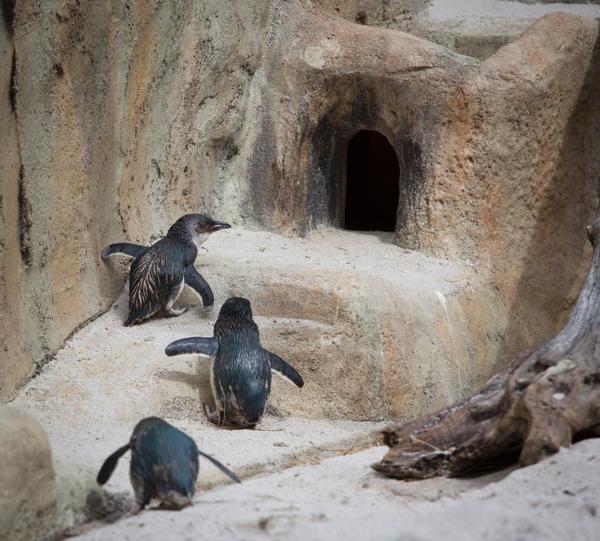 Penguin Cove at the National Aquarium of New Zealand.