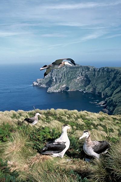 Antipodes wandering albatross 