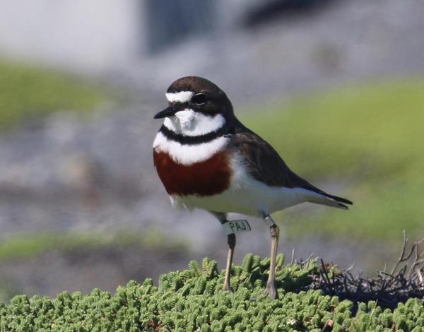 Banded dotterel