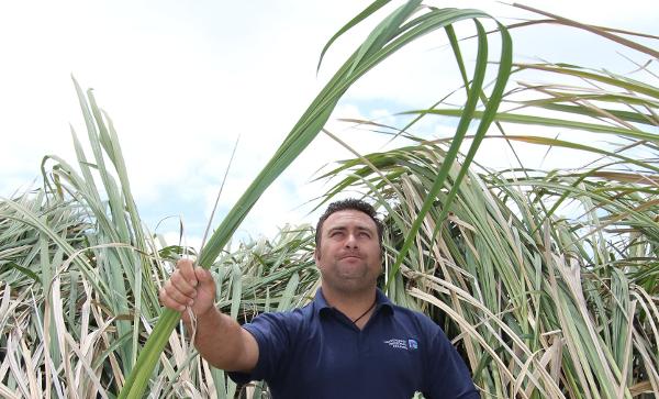 Curtis Harris with Manchurian ricegrass at Tangowahine.