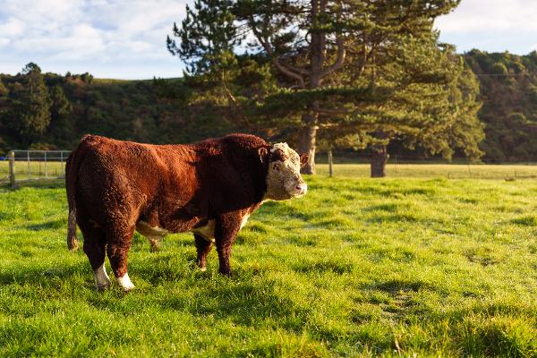 WWS-marketed bull Bluestone Lincoln