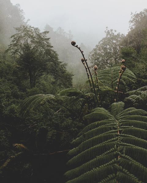 The Contribution of M&#257;ori Traditional Ecological Knowledge to Soil Science in New Zealand