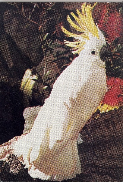 Bird