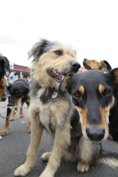 Eukanuba Shepherds' Shemozzle 2016: a celebration of the Huntaway working dog