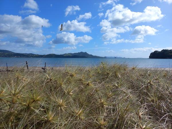 Spinifex seedheads are collected each summer and the seeds grown for the next year's plantings.