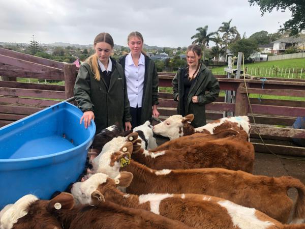 that is the focus of third Dairy Women's Network visual story telling project, OUR PEOPLE. THEIR STORIES.  2) Mt Albert Grammar student Rose Young (on right) with Kaitlyn Sanders and Pippi Butterworth, attend to the job of feeding the calves at MAGS Farm