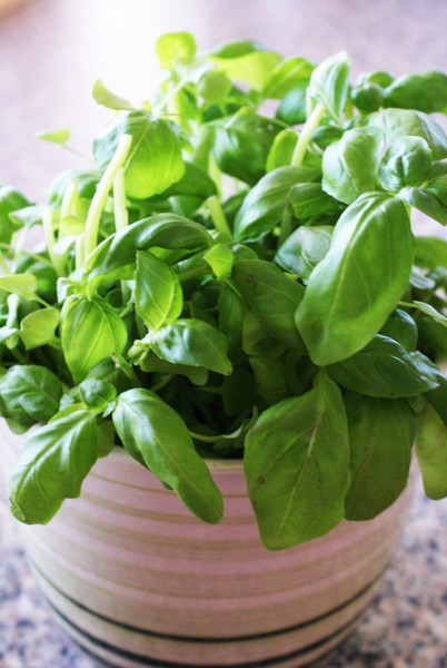 Basil