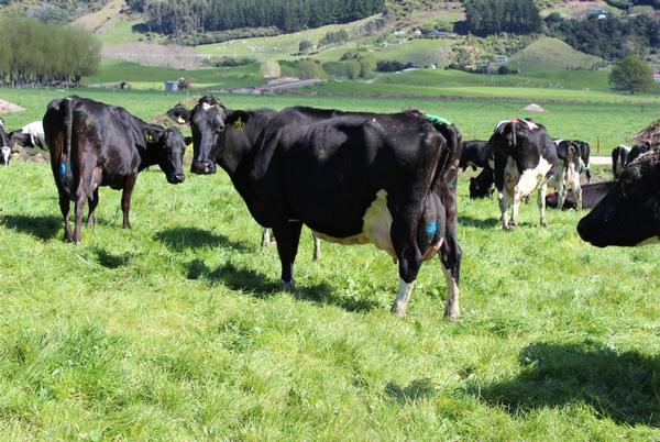 The substantial and award-winning Lake Farm dairy unit in the Bay of Plenty is on the market for sale.  