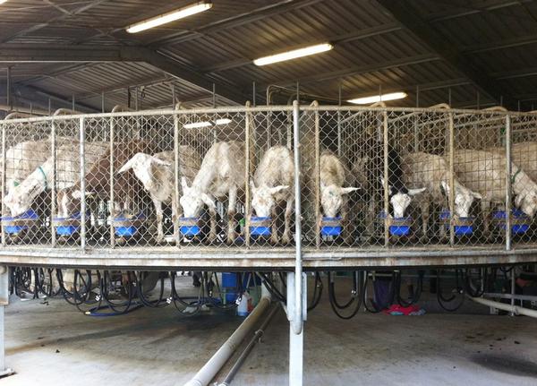 High-value goat's milk and a growing international demand for goats milk infant formula are underpinning the value of this dairy goat farm on the market for sale.