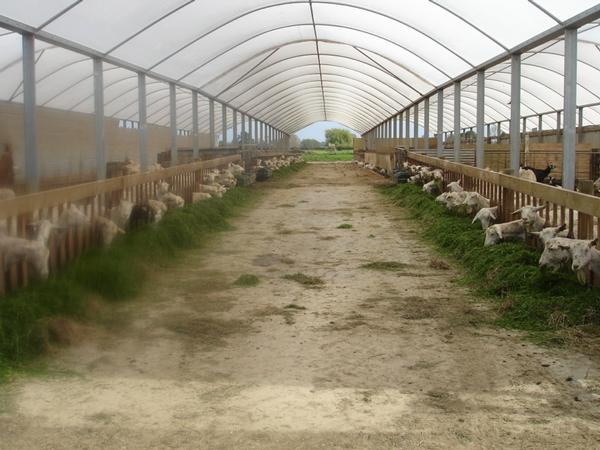 High-value goat's milk and a growing international demand for goats milk infant formula are underpinning the value of this dairy goat farm on the market for sale.