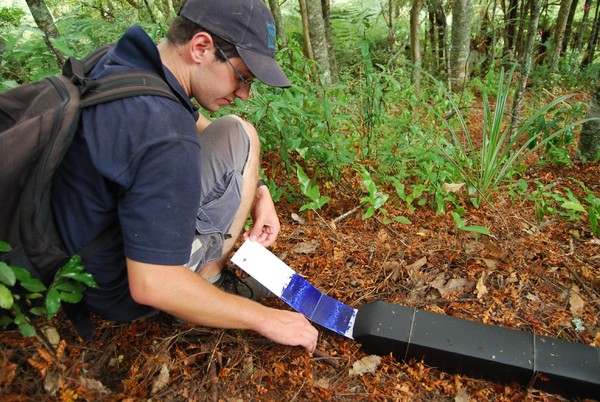 Environment Waikato biodiversity officer Ben Paris checks rat tracking tunnels for footprints at the Hamillton Halo pest control site in Whatawhata