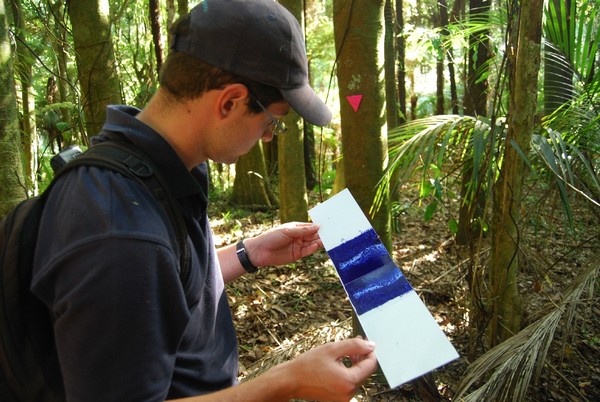 Environment Waikato biodiversity officer Ben Paris checks the cardboard floor of a rat tracking tunnel for footprints at the Hamillton Halo pest control site in Whatawhata. 